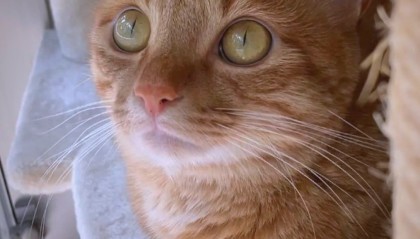 币圈老猫(币圈老猫于文卓)