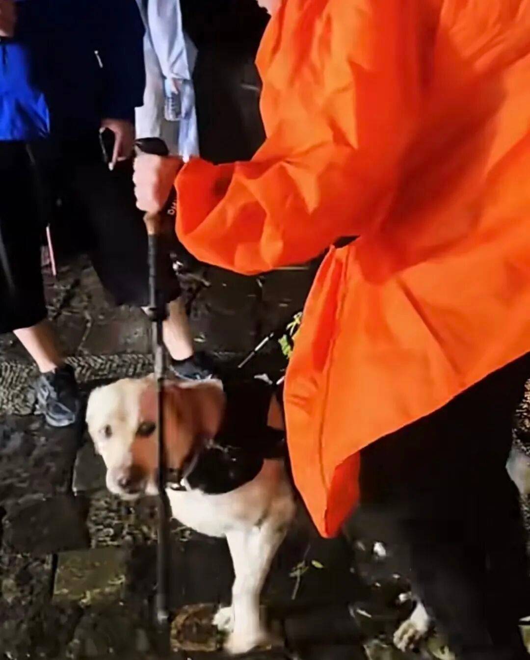 盲人带导盲犬雨夜爬泰山引争议，导盲犬大连基地：暂停导盲犬使用，将派专人专车接回