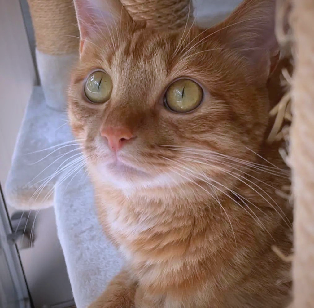 币圈老猫(币圈老猫于文卓) 币圈老猫(币圈老猫于文卓)