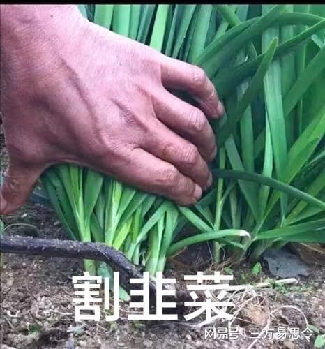 币圈割韭菜(币圈割韭菜表情包)